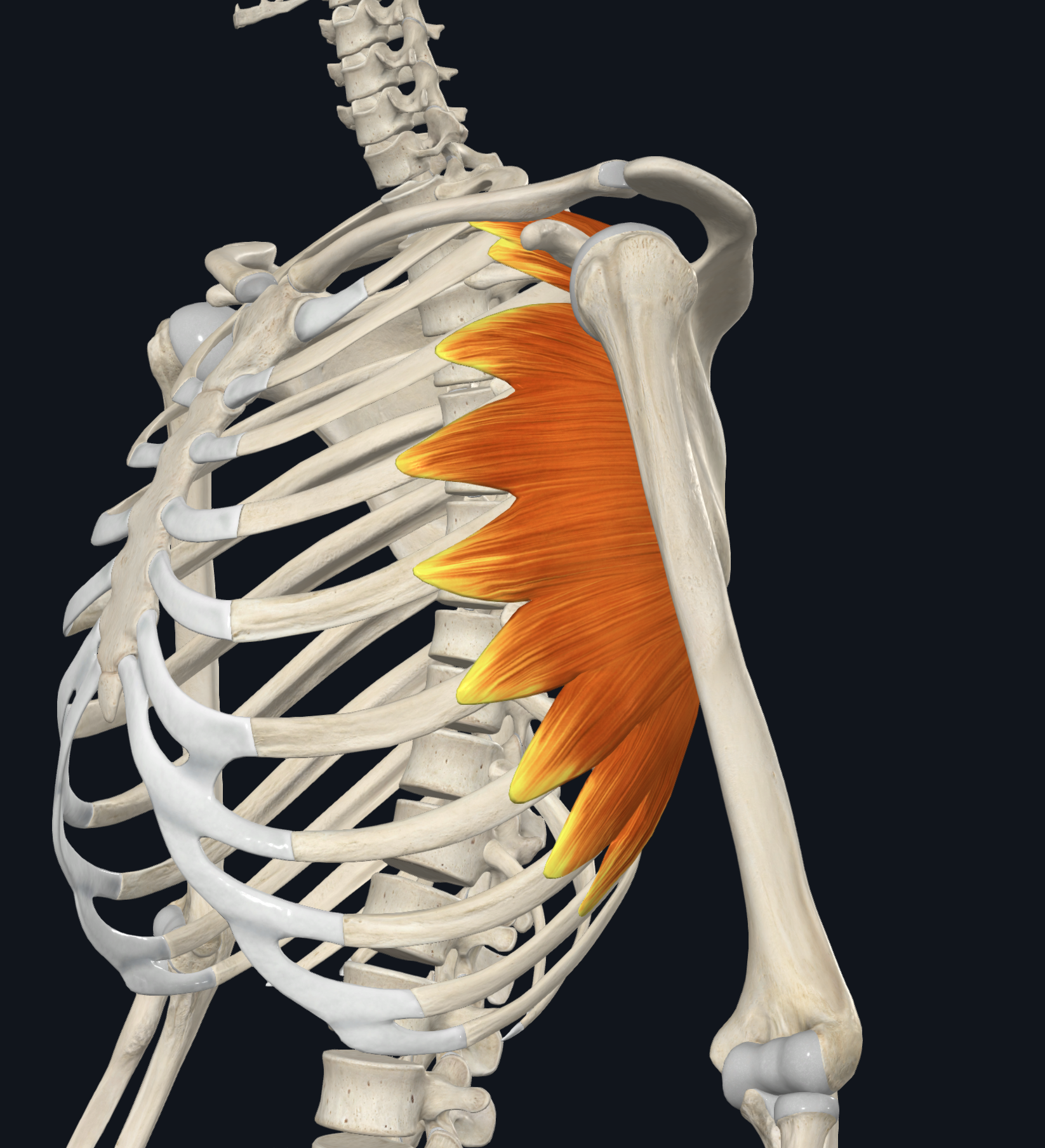 <p>the lateral side of ribs 1-8</p>