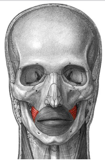 <p>Origin: Molar region of maxilla and mandible Insertion: corner of the mouth (orbicularis oris) Action: compress cheeks</p>