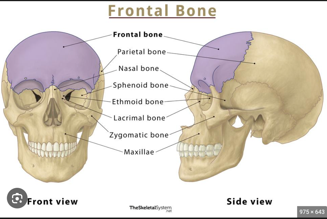 the anterior portion of the cranium that forms the forehead, houses the frontal sinuses and forms the roof of the ethmoid sinuses, the nose, and part of the socket that protects the eyeball