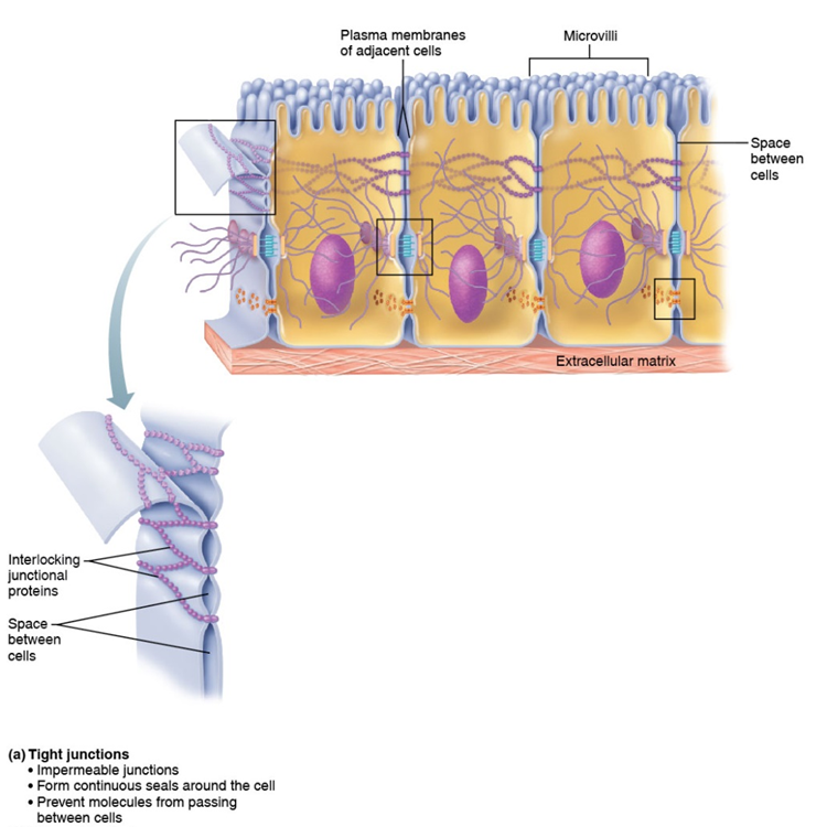 <p>impermeable junction that encircles the cell, prevent molecules from passing between cells</p>