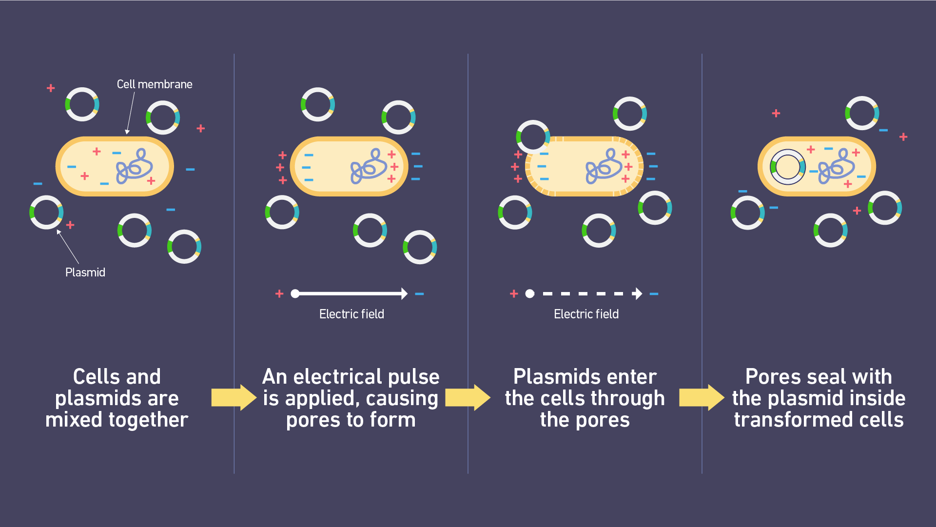 <p>A genetic engineering process where an electrical pulse is used to create temporary pores in the cell membrane, allowing a target gene to enter the cell.</p>