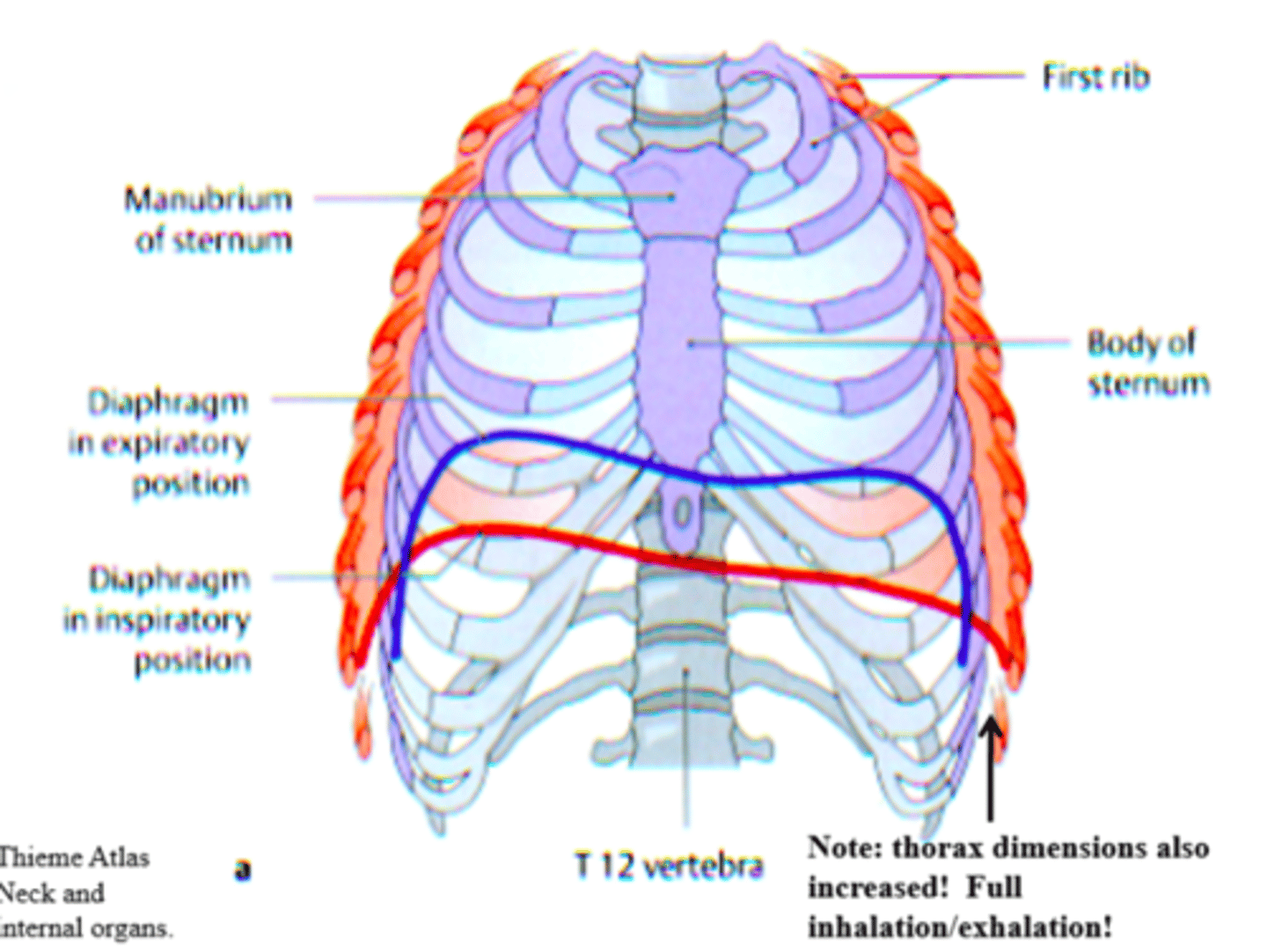 <p>more superior than left dome of diaphragm</p>