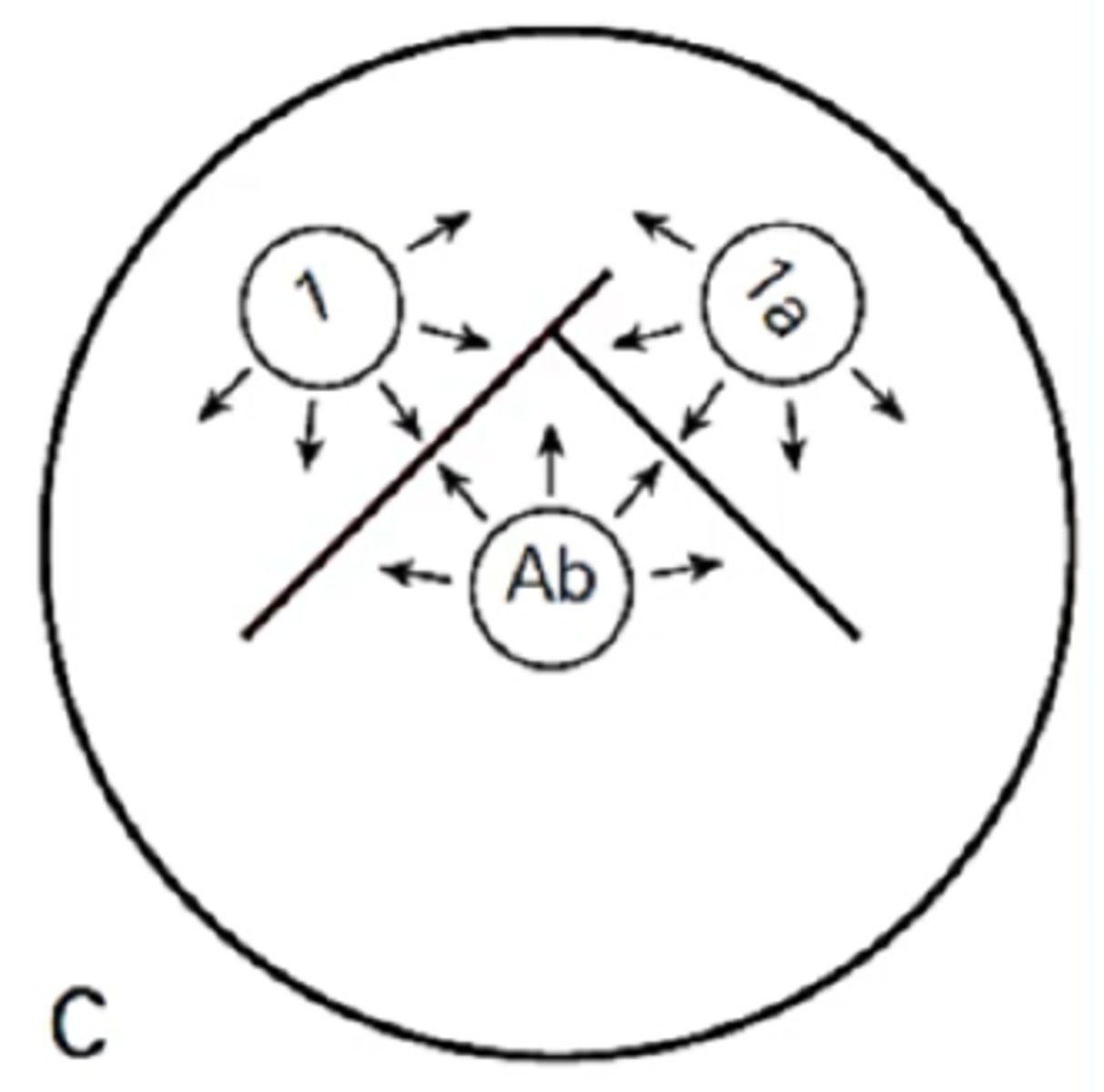 <p>Identify Ouchterlony diffusion pattern</p>