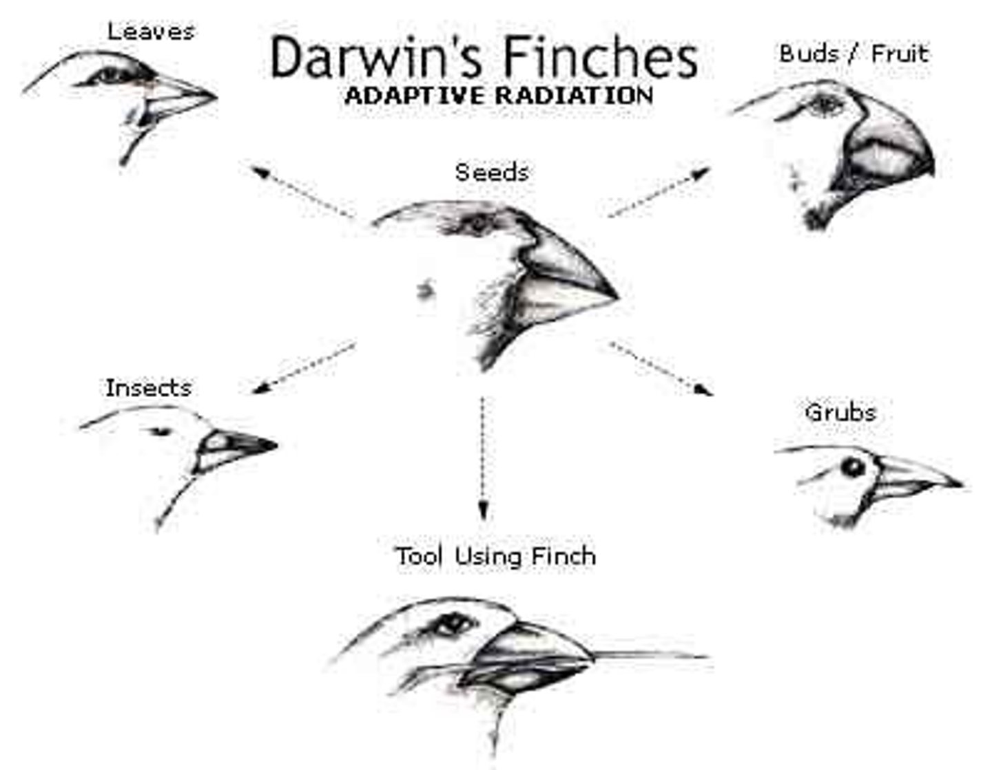 <p>The principle that inherited traits aiding survival and reproduction are likely passed down.</p>
