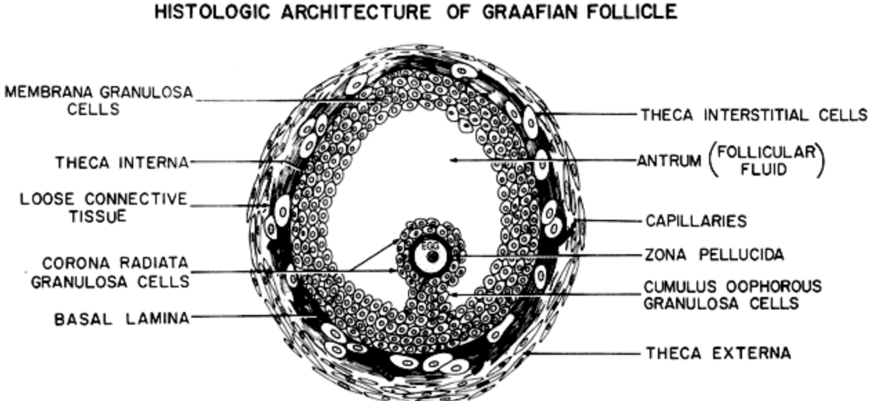 <p><strong><u>What:</u> </strong>A <span style="color: red;"><strong>glycoprotein layer </strong></span>surrounding the <span style="color: red;"><strong>oocyte</strong></span></p><p><strong><u>Function to fertilisation:</u> </strong><span style="color: red;"><strong>Sperm</strong></span><strong> </strong>must <span style="color: red;"><strong>recoginse</strong></span><strong>, </strong><span style="color: red;"><strong>bind</strong></span><strong> </strong>and <span style="color: red;"><strong>travel through zona pellucida</strong></span><strong> </strong>to reach <span style="color: red;"><strong>oocyte plasma membrane </strong></span></p>