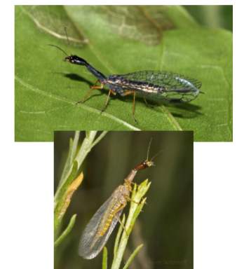 <p>Name the Order</p>