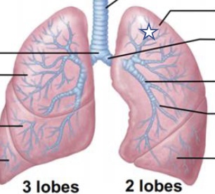 <p>What is this structure?</p>