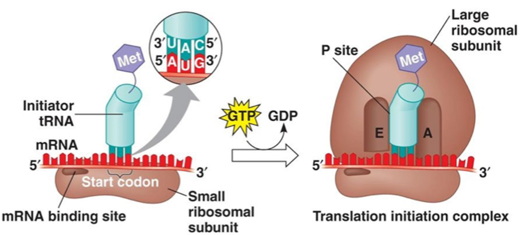 <p><span>•A small ribosomal subunit binds to a special initiator tRNA and the mRNA.</span></p><p><span>•With the tRNA is place the small ribosomal subunit will scan along the mRNA until it encounters the first start codon (AUG).</span></p><p><span>•When the tRNA UAC anticodon ‘recognises’ and binds to the start codon on the mRNA, a large ribosomal subunit unites with the small one, forming a functional ribosome.</span></p>