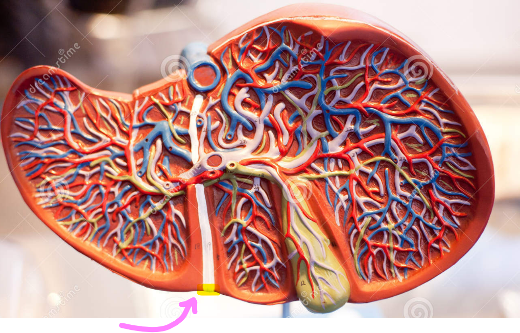 or ligamentum teres