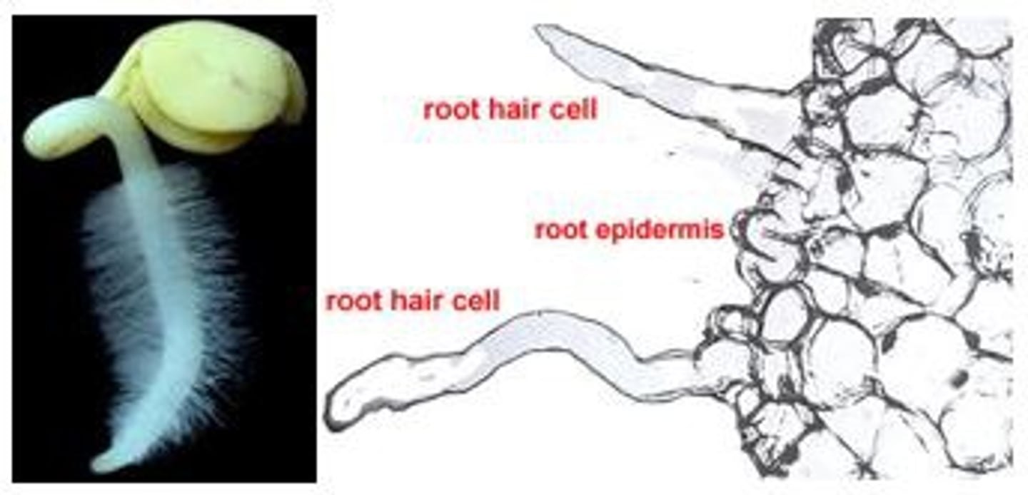 <p>The mineral ion concentration found in plant tissues</p>