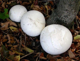 <p>Giant Puffball additional info</p>