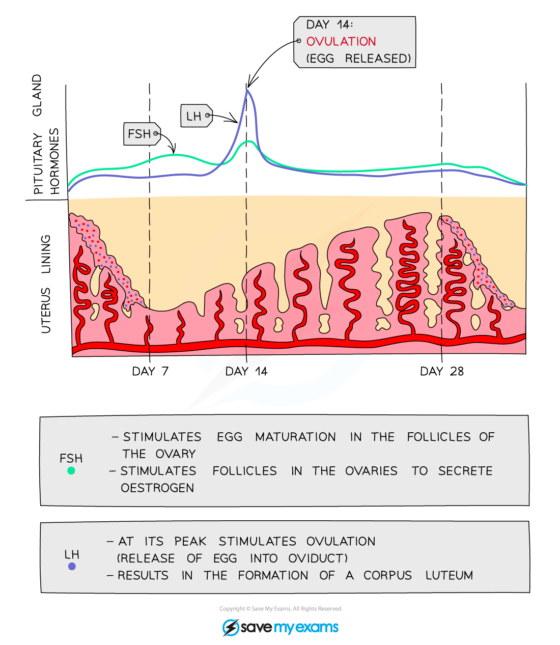 <ul>
<li>LH is released when oestrogen levels have reached their peak.</li>
<li>Stimulates the release of the egg during ovulation.</li>
<li>Stimulates the ovary to produce progesterone</li>
</ul>