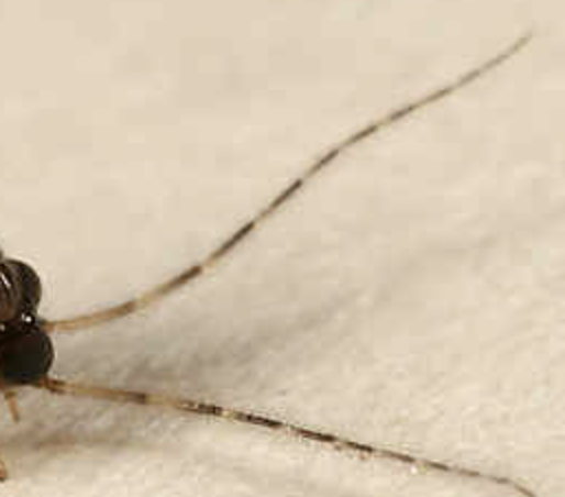 <p>antennae are bristle-shaped</p>