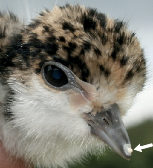 <p>Egg tooth —&gt; horny structure on beak used to penetrate shell. </p><p>Hatching muscles — enlarged on back of neck to aid in cracking egg.</p>