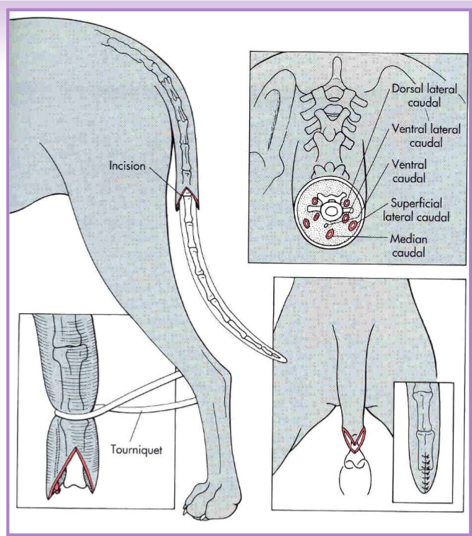 <ul><li><p>amputation of a portion / all of the tail </p></li><li><p>therapeutic caudectomy </p><ul><li><p>traumatic lesions, infection, neoplasia </p></li></ul></li><li><p>cosmetic caudectomy - puppies </p><ul><li><p>3-5 days of age </p></li><li><p>analgesia - usually local </p></li></ul></li><li><p>adult caudectomy </p><ul><li><p>general anesthesia </p></li><li><p>V-shaped incision, vessel ligation, tension free closure </p></li></ul></li></ul><p></p>