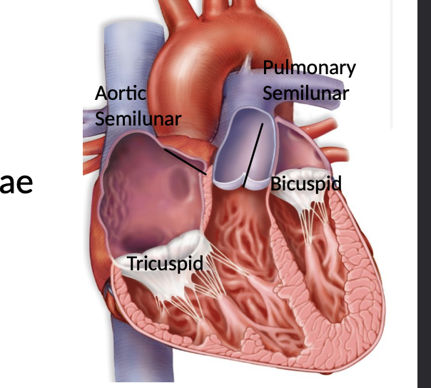 <p>Four valves of the human heart </p>