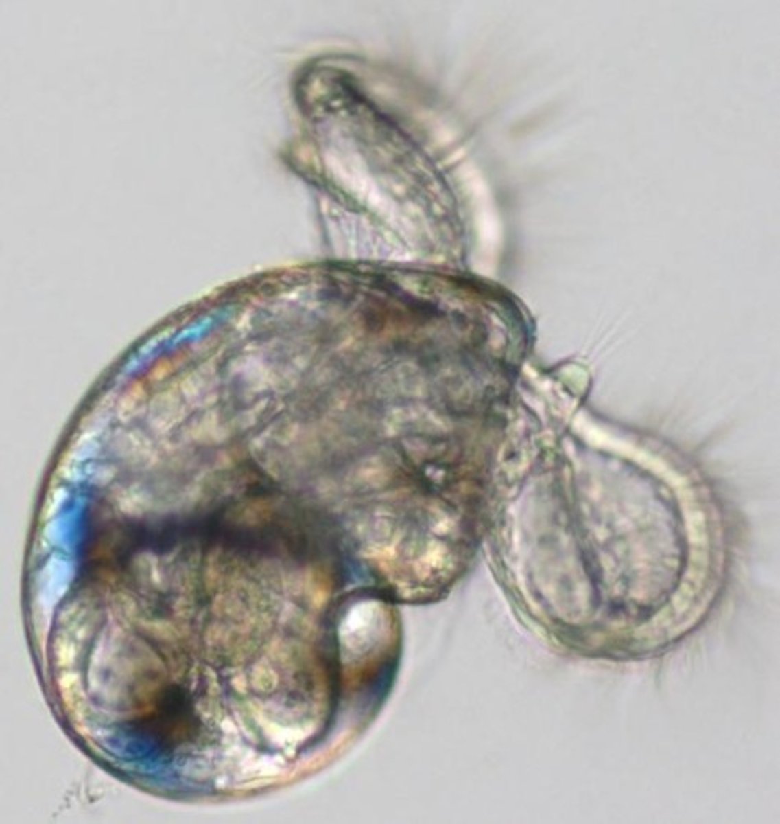 <p>- Second larvae stage of molluscs</p>