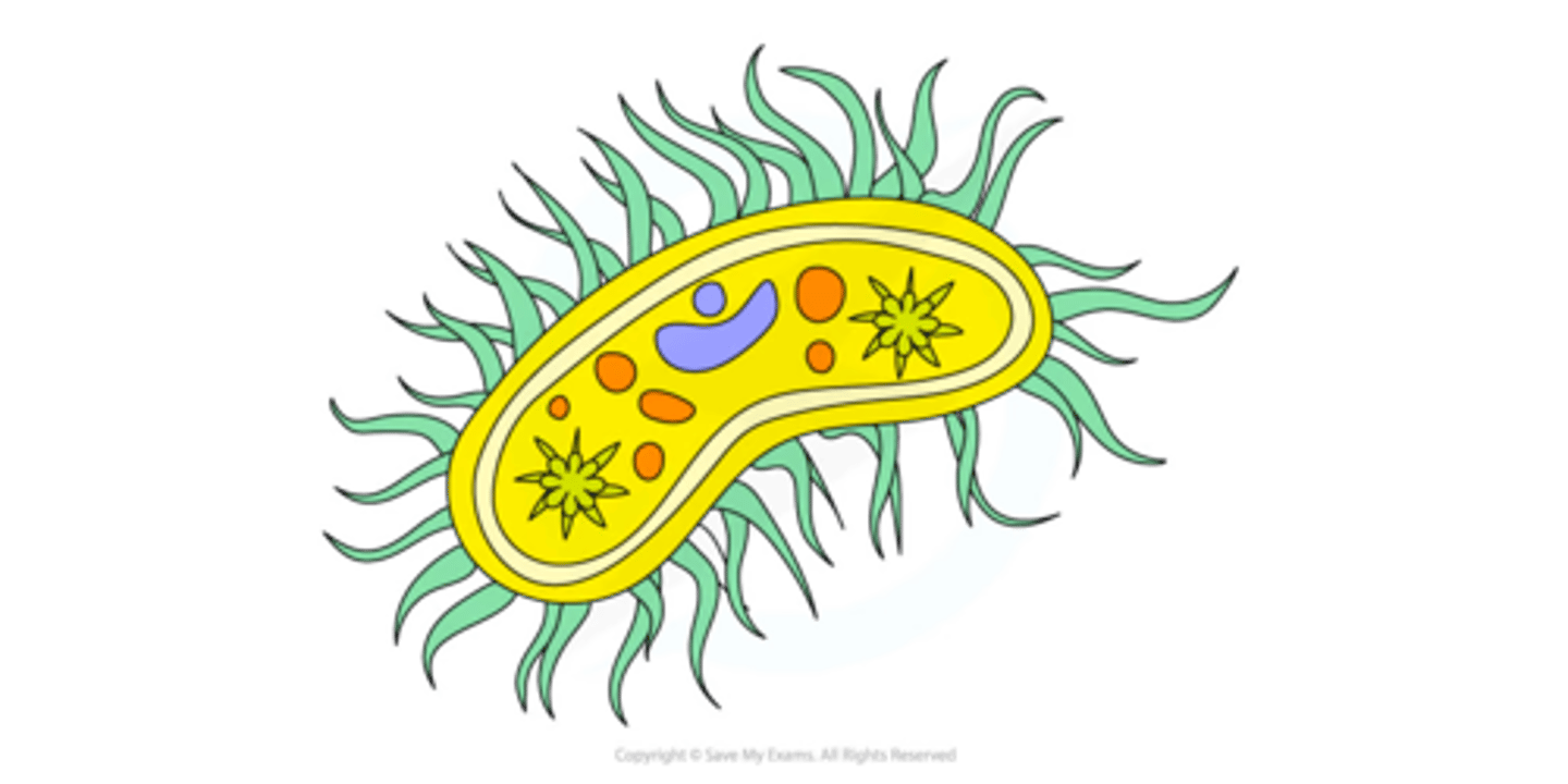 <p>- Hair-like projections</p><p>- Made of microtubules</p>