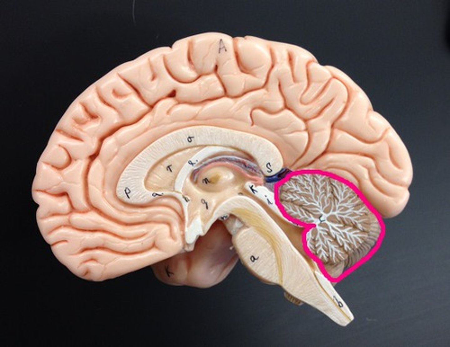 <p>large brain mass posterior to pons and medulla, and inferior to posterior part of cerebrum; checks &amp; balances for cerebrum's</p>