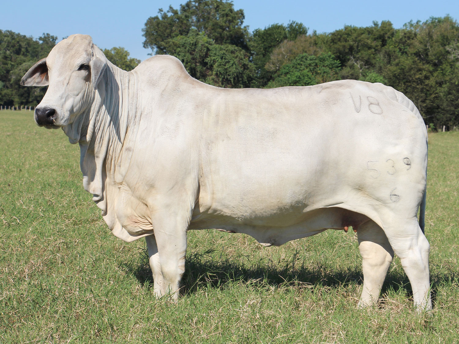 <p>Humped cattle developed in tropical countries</p><ul><li><p>better suited for the south</p></li><li><p>humped back</p></li><li><p>loose skin</p></li></ul><p></p>