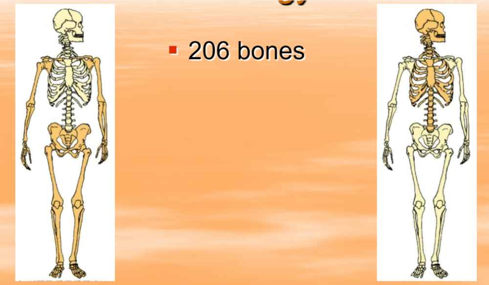 <p>206 bones</p><p>Appendicular (126 bones) and Axial (80 bones) </p>