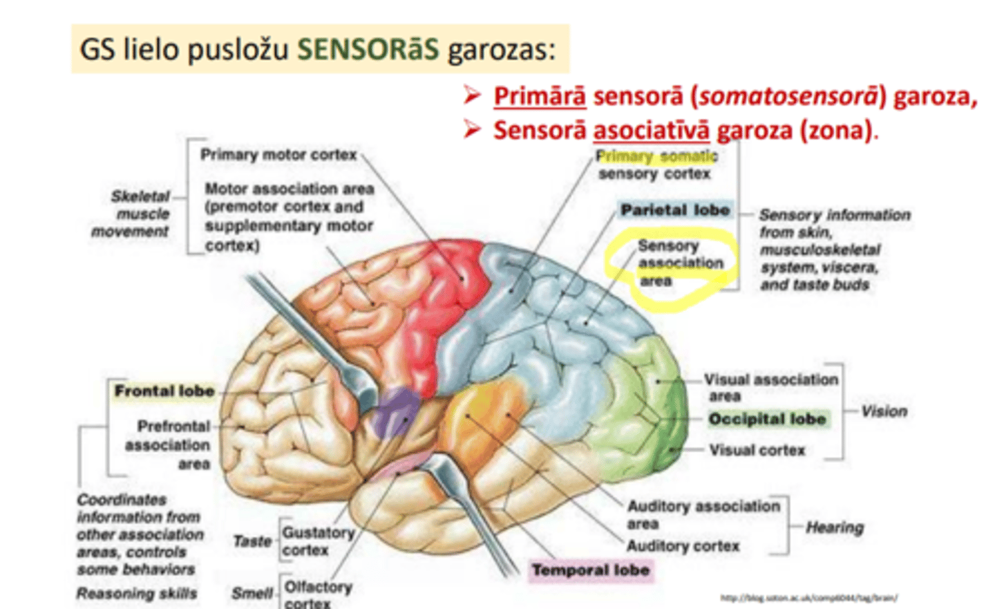 <p>➢ Primārā sensorā (somatosensorā) garoza,</p><p>➢ Sensorā asociatīvā garoza (zona)</p>