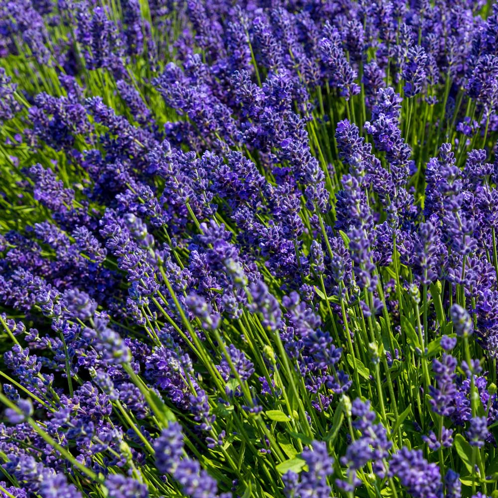 <p>Lavendula angustifolia</p>