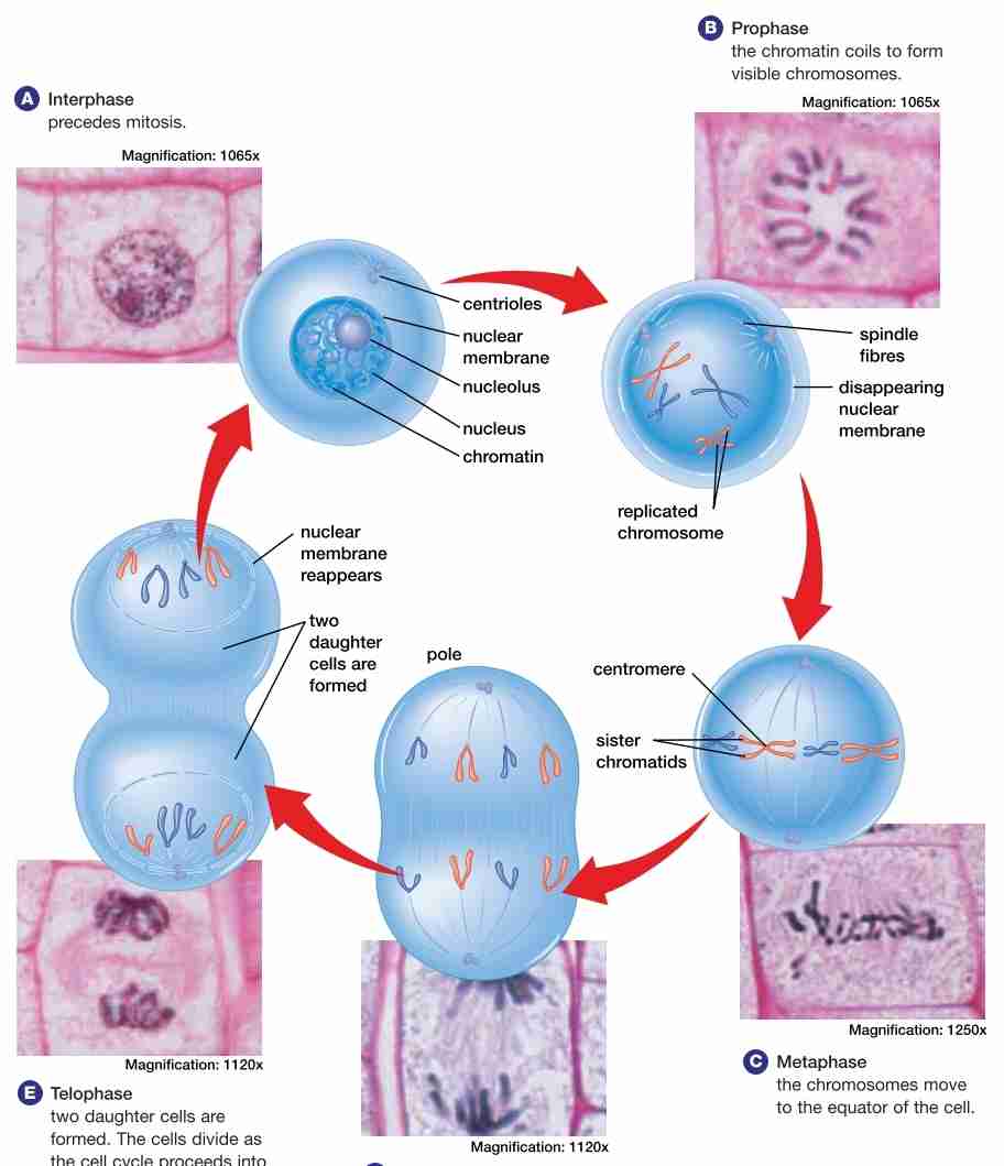 <ol><li><p>Interphase (G1,S, G2)</p></li><li><p>Prophase</p></li><li><p>Metaphase</p></li><li><p>Anaphase</p></li><li><p>Telophase</p></li></ol>