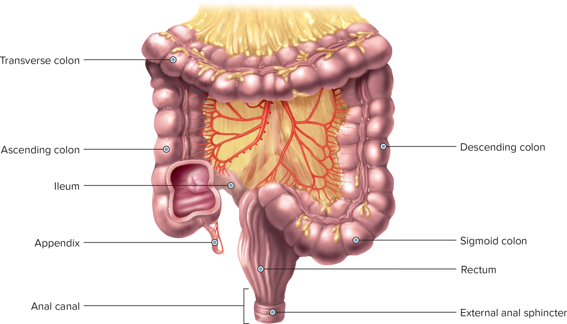 Root: ileostomy , ileitis 
Example: ileostomy , ileitis 
The ileum is the third of the small intestine's three sections