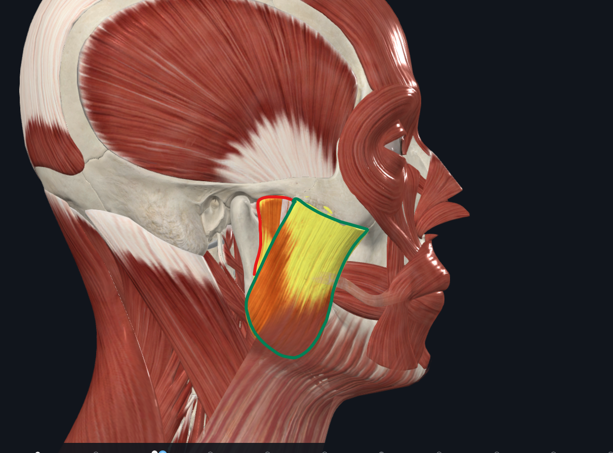<p><strong>Nombre alterno: </strong>Músculo de la masticación‎</p><p><strong><mark data-color="yellow" style="background-color: yellow; color: inherit">Origen: </mark></strong><mark data-color="yellow" style="background-color: yellow; color: inherit">Tubérculo cigomático‎</mark></p><p><strong><mark data-color="blue" style="background-color: blue; color: inherit">Inserción: </mark></strong><mark data-color="blue" style="background-color: blue; color: inherit">Rugosidades del músculo masetero</mark></p><p><strong><mark data-color="red" style="background-color: red; color: inherit">Acción: </mark></strong><mark data-color="red" style="background-color: red; color: inherit">100% Elevador de la mandíbula. Masticar‎</mark></p><p><strong><mark data-color="purple" style="background-color: purple; color: inherit">Inervación:‎</mark></strong><mark data-color="purple" style="background-color: purple; color: inherit"> Nervio mandibular del trigémino (</mark><strong><mark data-color="purple" style="background-color: purple; color: inherit">V3) </mark><br><mark data-color="green" style="background-color: green; color: inherit">Relaciones:‎ </mark></strong><mark data-color="green" style="background-color: green; color: inherit">Bolsa de Bichat</mark></p><p><mark data-color="green" style="background-color: green; color: inherit">Glándula Parótida y Conducto de stenon</mark></p><p><mark data-color="green" style="background-color: green; color: inherit"><u>Satélite del nervio facial (pasa por encima)</u></mark></p><p><mark data-color="green" style="background-color: green; color: inherit">Buccinador</mark></p><p><strong>Notas: </strong>Músculo cruciforme‎. Más poderoso</p><p>Antagonista Puro de M. Suprahioideos</p>