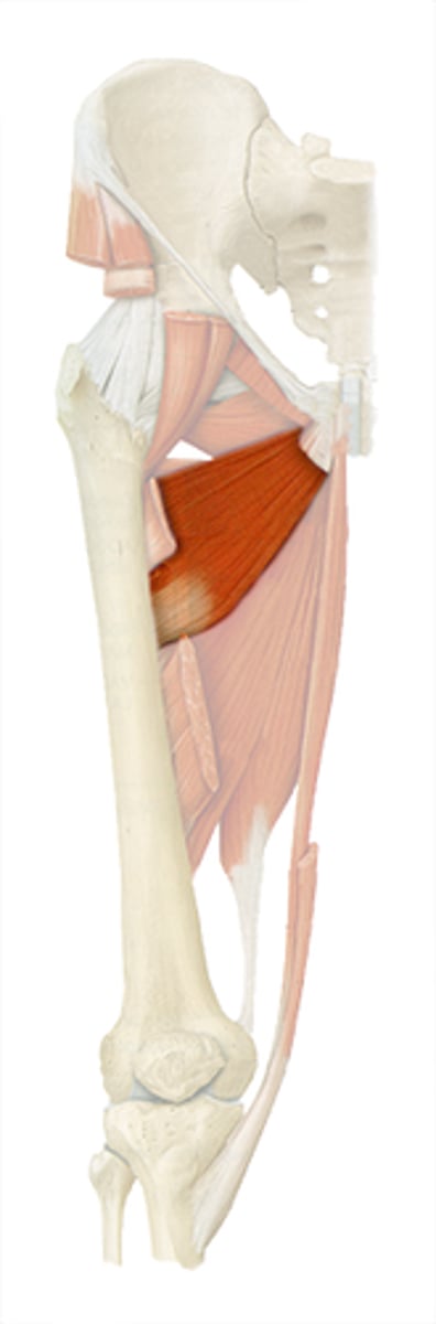 <p>Adducts and flexes thigh</p>