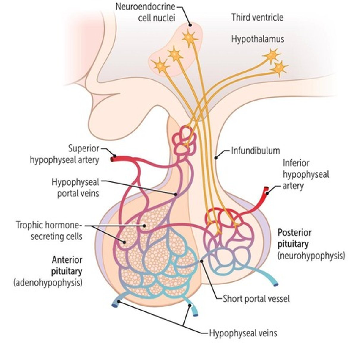 <p>The 'master gland' of the endocrine system.</p>