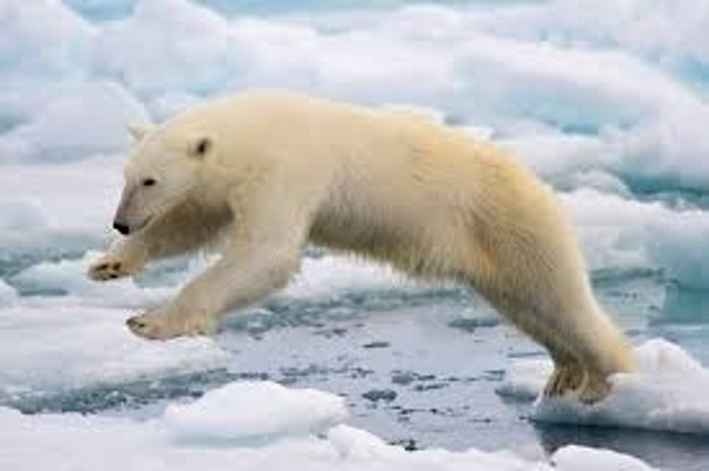 <p>polar bear</p>