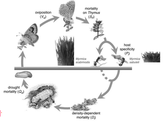 True-false.

When livestock are excluded from habitat patches and the grass grows tall, European Large Blue butterflies usually cannot complete their life cycle (on the right).