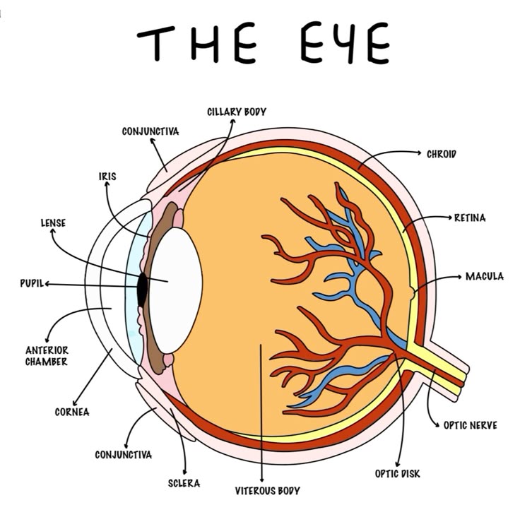 <p>outer white protective layer of the eye</p>