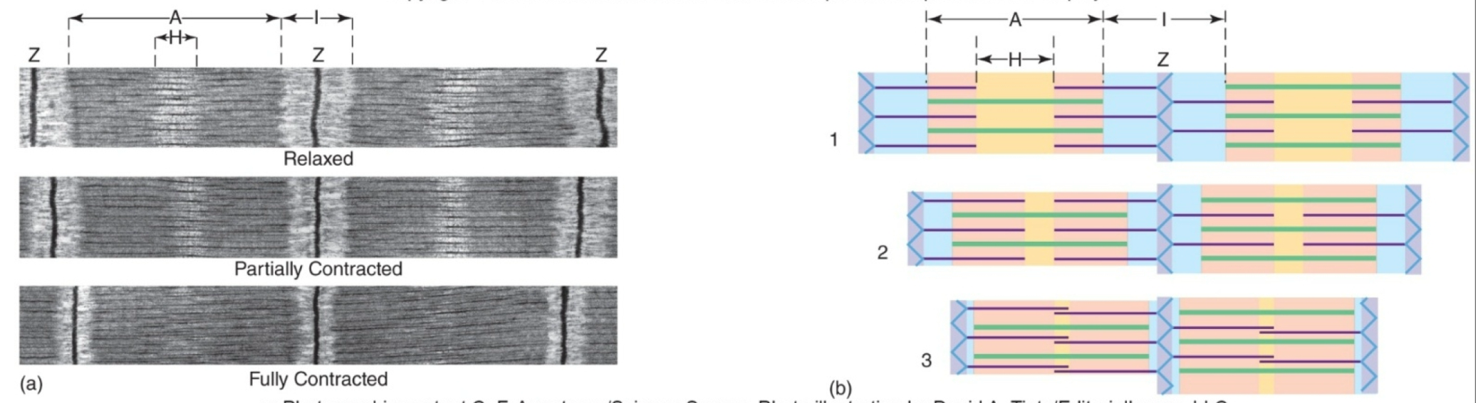 
1. Cross bridge heads bind thin filament and pull inward

   
   1. Thin filaments slide inward along thick filaments
2. Sliding Filament Mechanism

   
   1. When a muscle contracts, sarcomeres  \n shorten

      
      1. A bands do not shorten, but move closer together
      2. I bands shorten, but thin filaments do not
      3. Thin filaments slide inward toward H band
      4. H band shortens or disappears