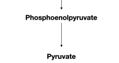 <p>In glycolysis, what enzyme is in the last step ?</p>