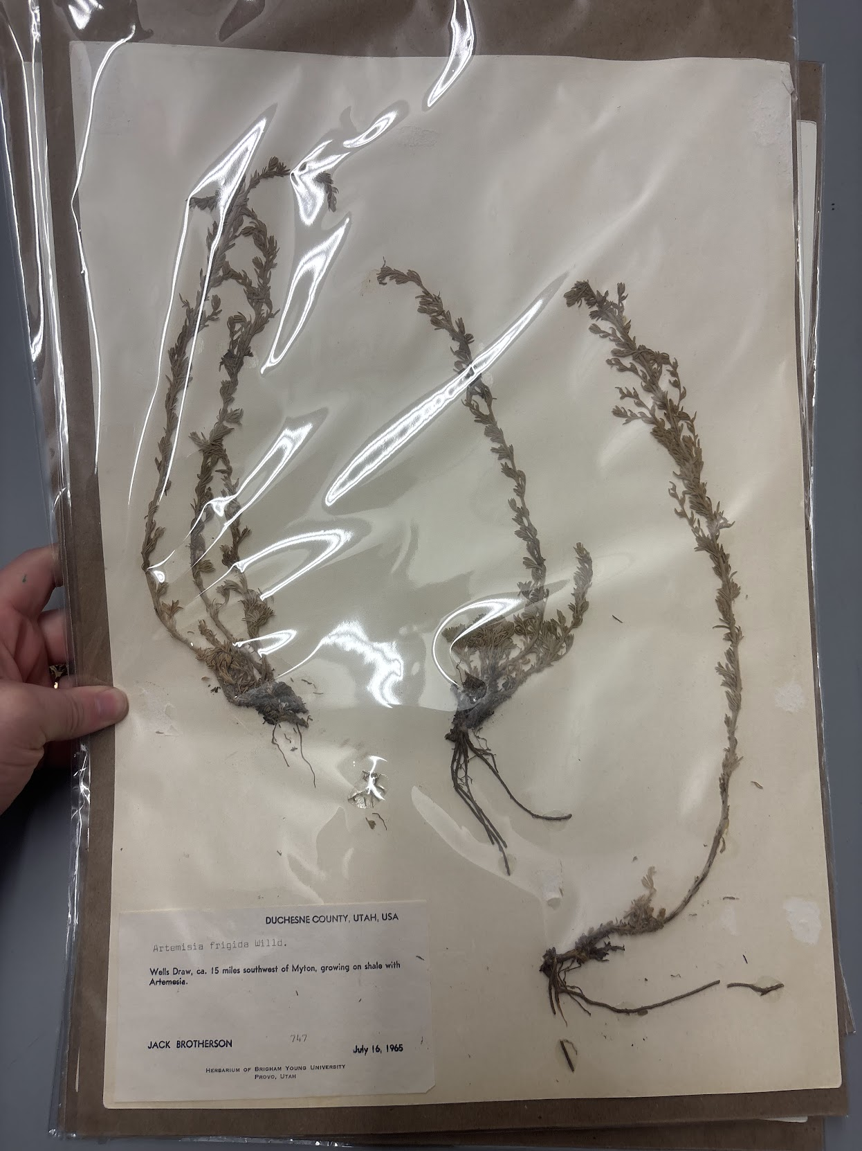 <p>Anthemidieae - Artemisia frigida - fringed sagebrush </p>