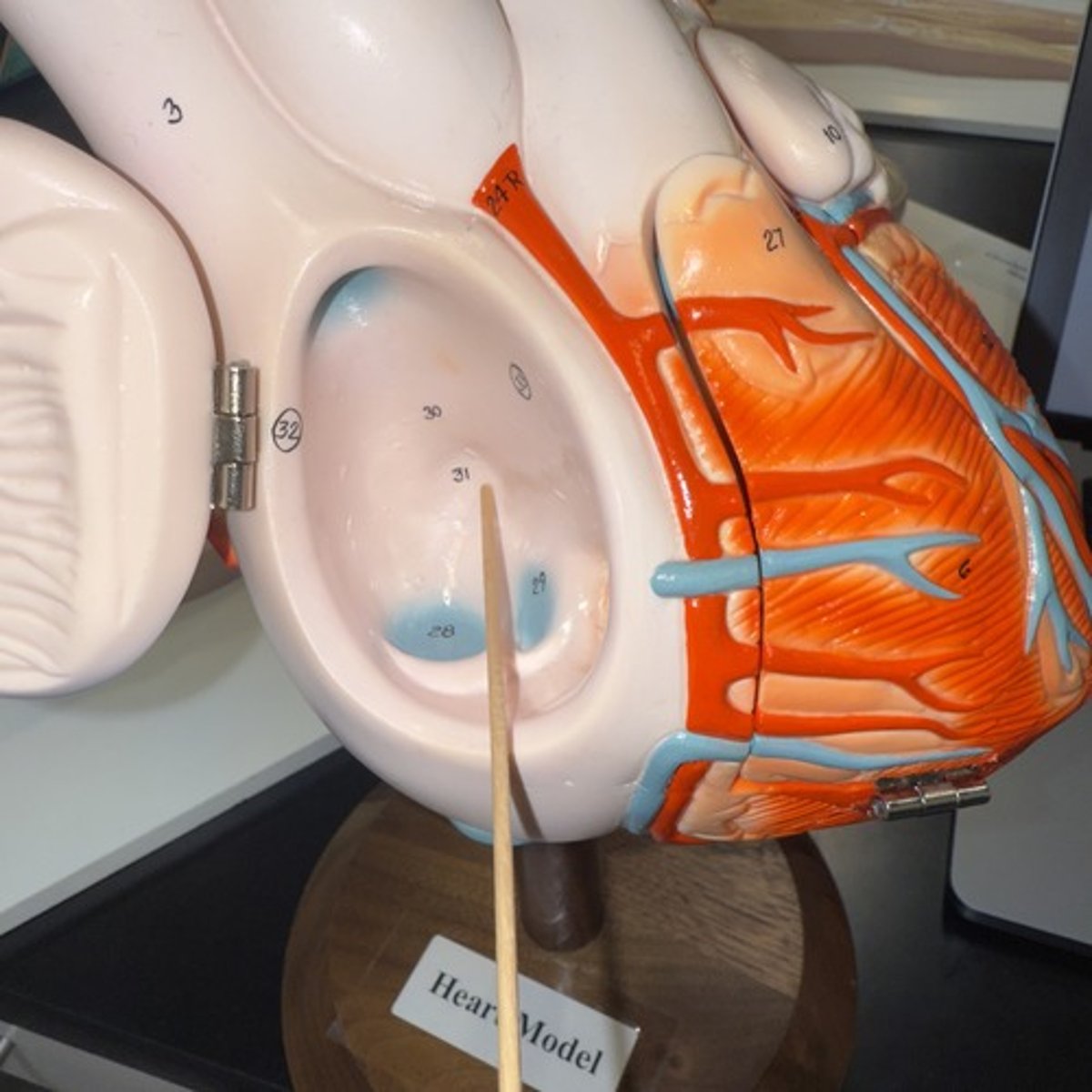 <p>Identify the structure.</p>