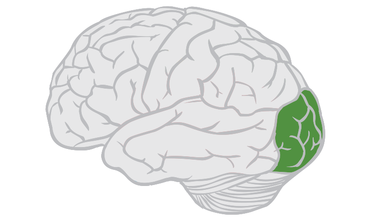 <p>what brain area is this?</p>