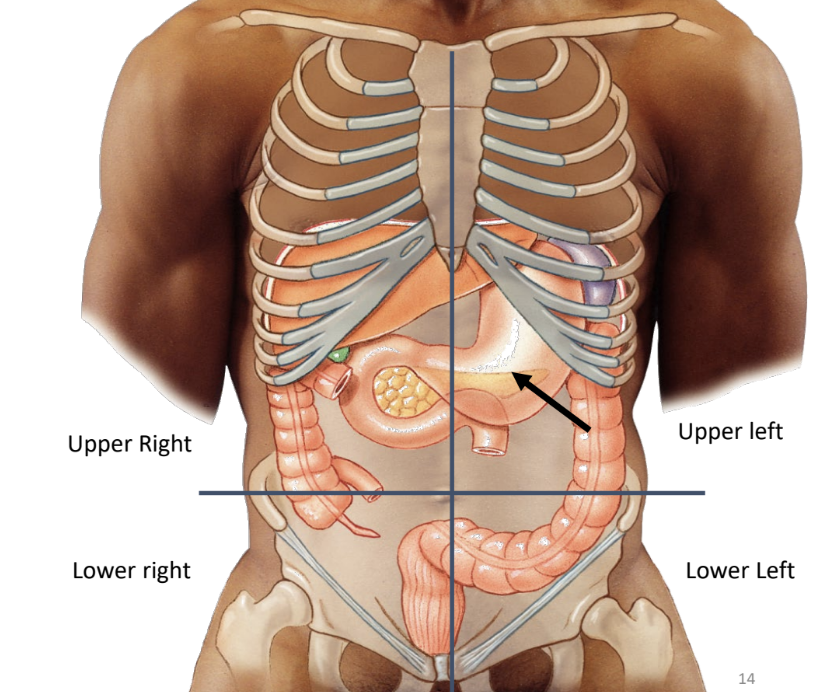 <p>upper left quadrant between esophagus and small intestine</p>