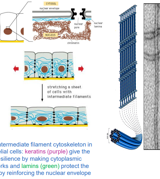 <ul><li><p>components of the nuclear lamina, that may help to organize chromatin within the nucleus.</p></li><li><p>Control nuclear disassembly /reassembly during mitosis.</p></li><li><p>provide mechanical integrity to tissues, that are subject to mechanical stress</p></li></ul><p></p>