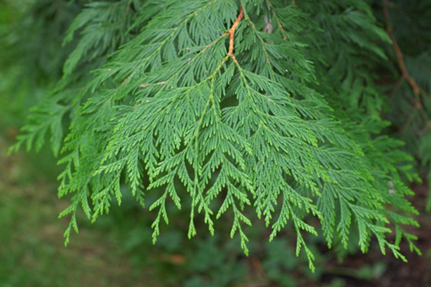 <p>Thuja plicata, Cupressaceae<br><br>-flattened scale-like leaves (thuja)<br>-small brown rose shaped cones</p>