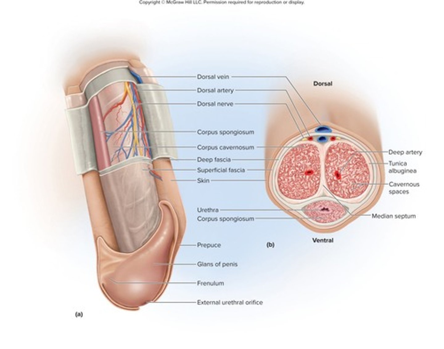<p>One corpus spongiosum and two corpora cavernosa.</p>