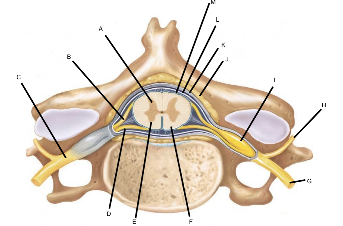 <p>C</p>