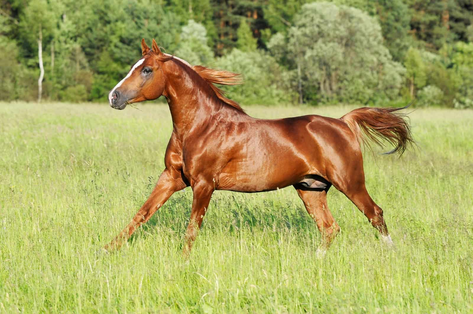 <p>Reddish brown, mane darker or lighter than body color</p>