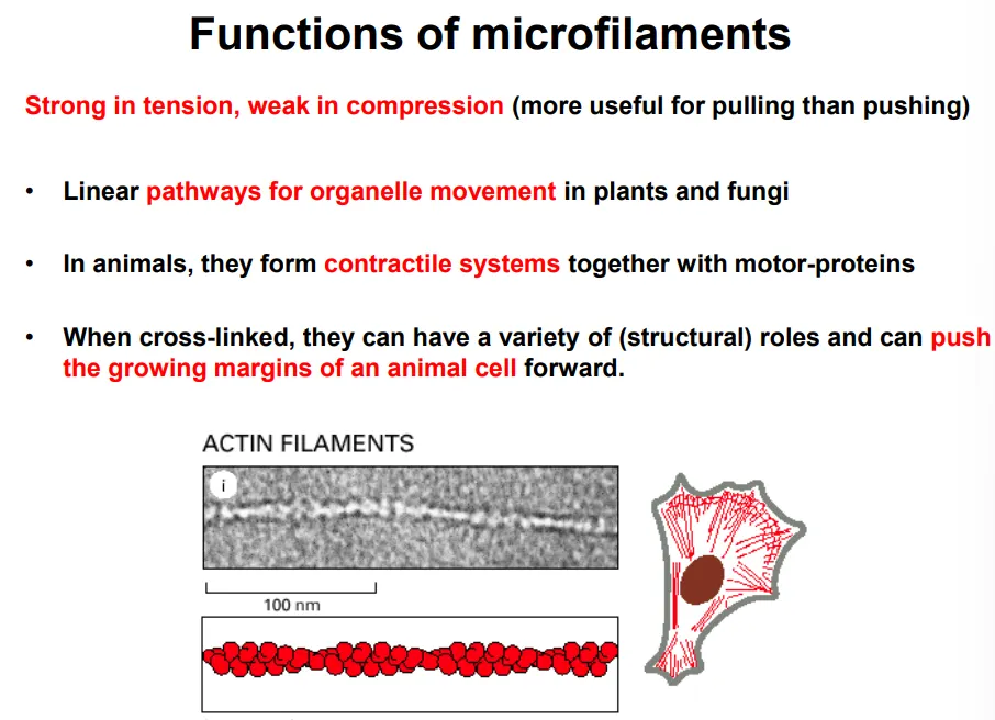 <ul><li><p>stronger in tension than compression (used for pulling)</p></li></ul><p>in conjunction with myosin motor proteins, they are used for:</p><ul><li><p>organelle movement in plants and fungi</p></li><li><p>changing the cell shape in contractile systems in animals, eg:</p><ul><li><p>sarcomeres in muscle cells</p></li><li><p>contractile rings in cytokinesis</p></li><li><p>stress fibres anchored to focal adhesions</p></li></ul></li><li><p>cell movement </p></li></ul><p></p>