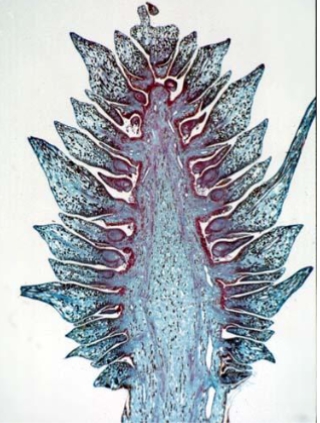 <ol><li><p>identify the genus</p></li><li><p>identify the part of the plant</p></li></ol><p></p>