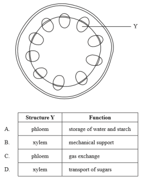 <p>The diagram below shows a cross section of a stem. What is the structure labelled Y and one of its functions?</p>