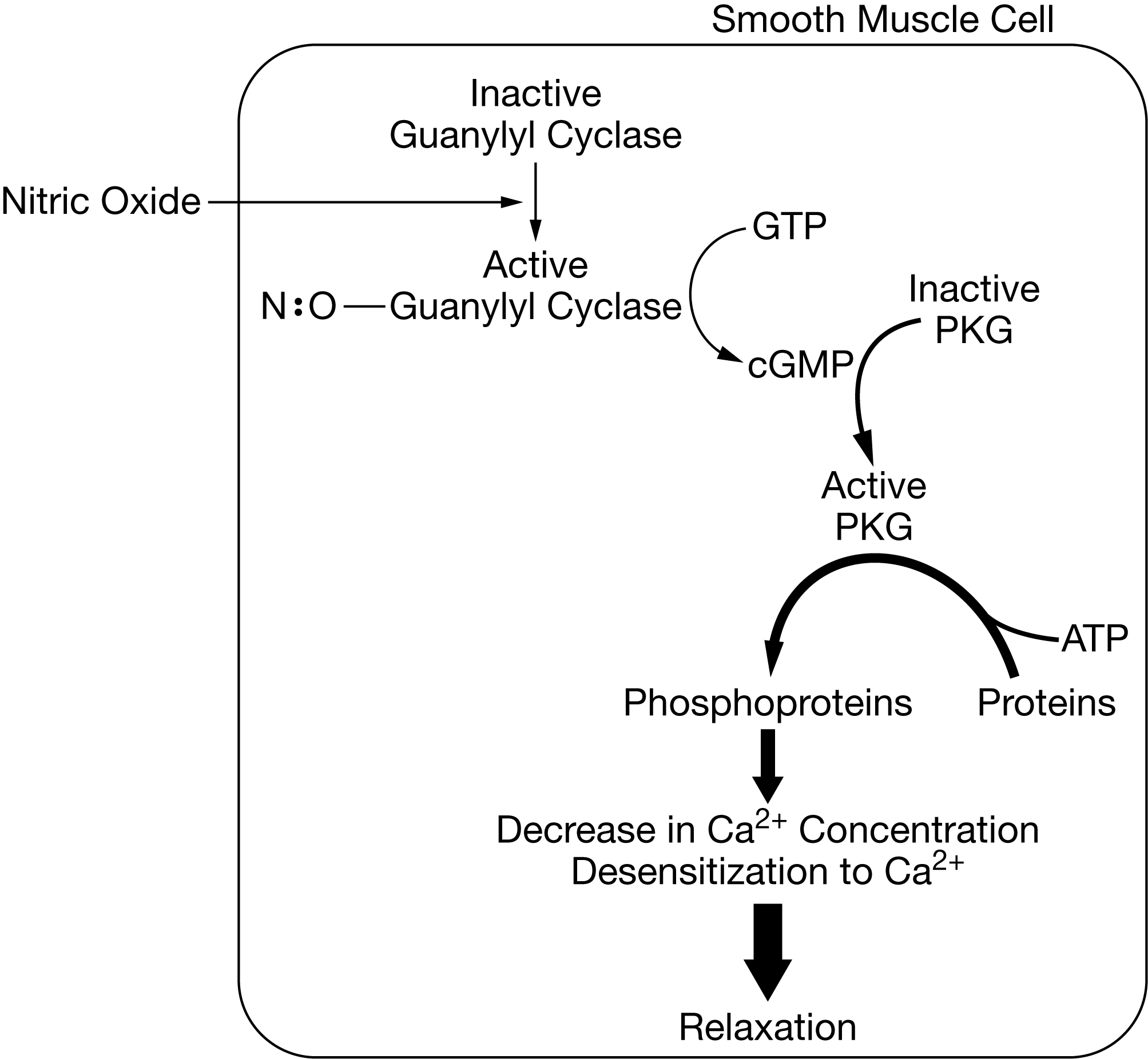 <p>Figure 1. A signaling cascade triggers the relaxation of smooth muscle cells.—-Blood vessels are surrounded by cells called smooth muscle cells. Nitric oxide triggers a signaling cascade in smooth muscle cells that causes the cells to relax (Figure 1).——Which of the following is represented by the gradual increase in thickness of the arrows from the top to the bottom of Figure 1 ?</p><p>A) The rate at which nitric oxide triggers signaling gradually increases over time.</p><p>B) The number of signaling molecules that are produced or activated increases with each step in the pathway.</p><p>C) The size of the proteins in the pathway increases as the signaling cascade moves through the cell.</p><p>D) The signaling pathway uses an increase in negative feedback to reduce intracellular <span>Ca2+</span> levels and cell sensitivity to <span>Ca2+</span>.</p>